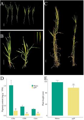 A splicing site change between exon 5 and 6 of the nuclear-encoded chloroplast-localized HvYGL8 gene results in reduced chlorophyll content and plant height in barley